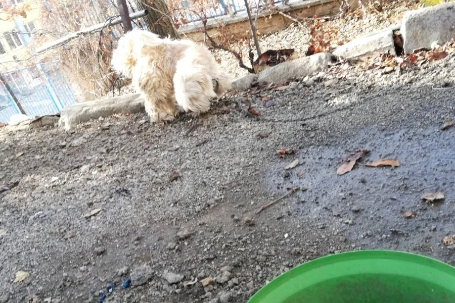 Erkek Terri̇er Kisir Deği̇l