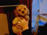 Dişi Ve Erkek Toy Poodle