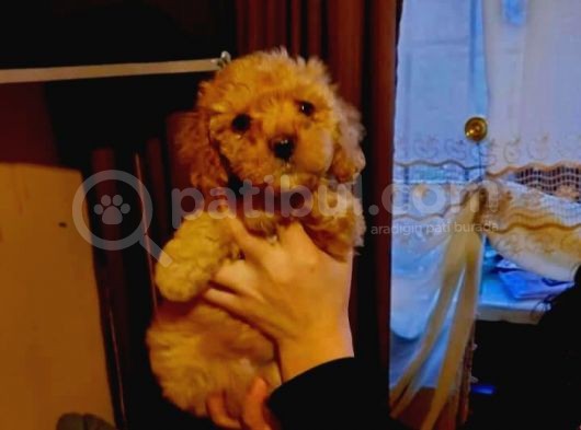 Dişi Ve Erkek Toy Poodle görsel