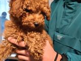 Toy Poodle Yavrularımız