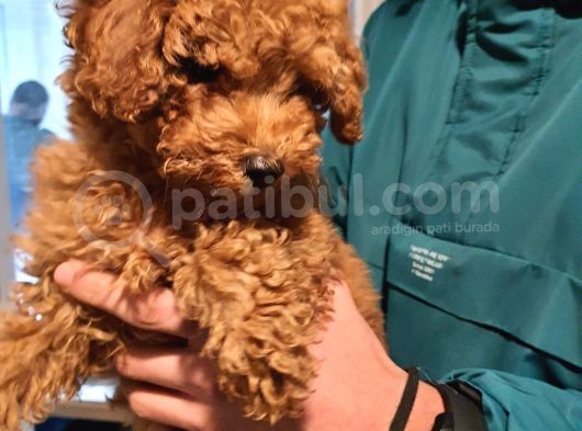Toy Poodle Yavrularımız görsel