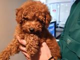 Toy Poodle Yavrularımız