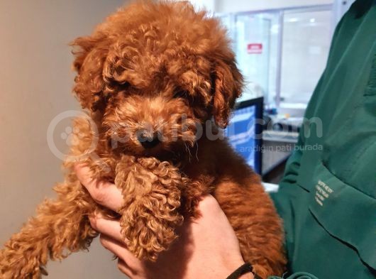Toy Poodle Yavrularımız görsel