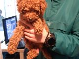 Toy Poodle Yavrularımız