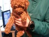 Toy Poodle Yavrularımız