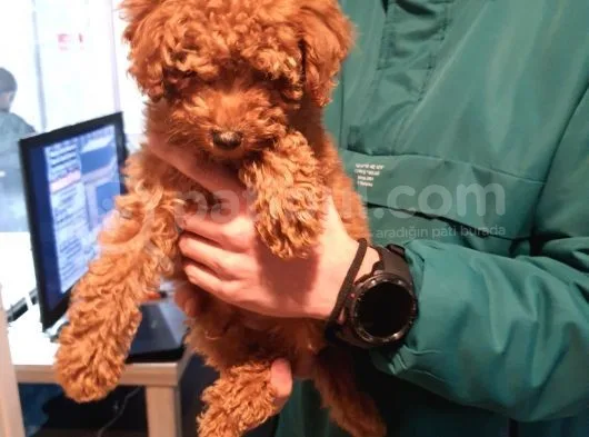 Toy Poodle Yavrularımız