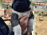 Irkinin En Güzelleri Topaç Gibi Dişi Akita