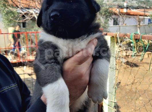 Irkinin En Güzelleri Topaç Gibi Dişi Akita görsel