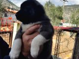 Irkinin En Güzelleri Topaç Gibi Dişi Akita