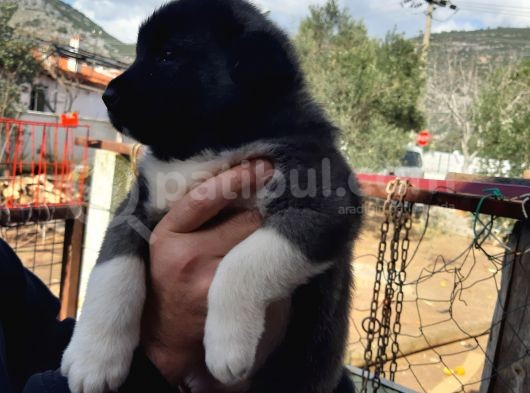 Irkinin En Güzelleri Topaç Gibi Dişi Akita görsel