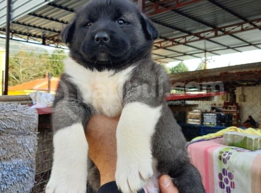Irkinin En Güzelleri Topaç Gibi Dişi Akita görsel