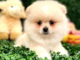 3 Aylik Erkek Pomerani̇an Boo