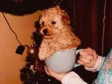 Dişi Ve Erkek Toy Poodle