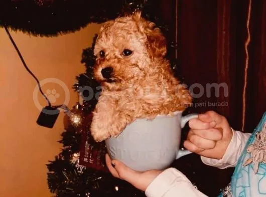 Dişi Ve Erkek Toy Poodle