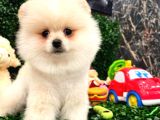3 Aylik Erkek Pomerani̇an Boo