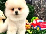 3 Aylik Erkek Pomerani̇an Boo
