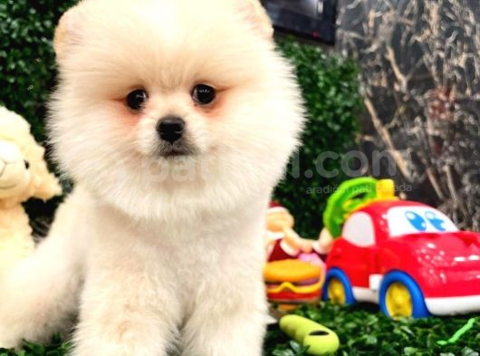 3 Aylik Erkek Pomerani̇an Boo görsel