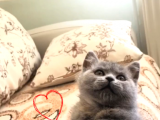 Scottish Fold & Scottis Straight Yavrularımız Sizi Bekliyor.