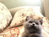 Scottish Fold & Scottis Straight Yavrularımız Sizi Bekliyor.