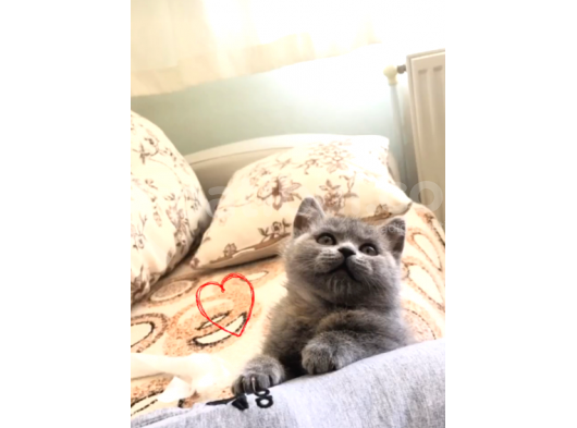 Scottish Fold & Scottis Straight Yavrularımız Sizi Bekliyor. görsel