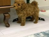 4 Aylık Erkek Red Toy Poodle Muğla