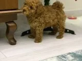 4 aylık ERKEK red toy poodle muğla