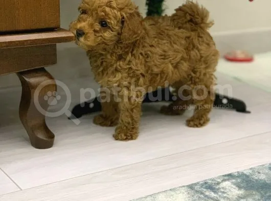 4 Aylık Erkek Red Toy Poodle Muğla