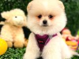 3 Aylik Erkek Pomerani̇an Boo