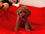 Toy Poodle Ve Daha Fazlası Için Iletişim