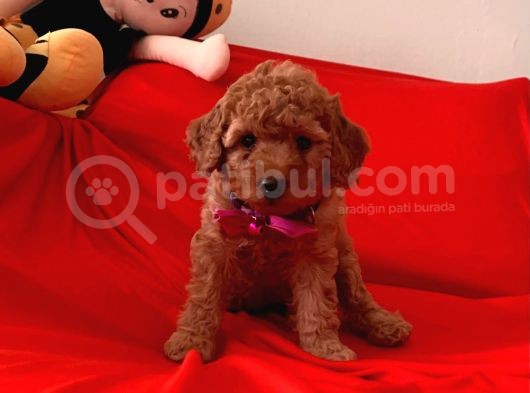 Toy Poodle Ve Daha Fazlası Için Iletişim görsel