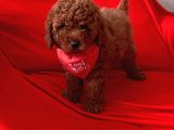Toy Poodle Ve Daha Fazlası Için Iletişim