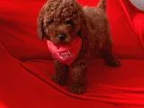 Toy Poodle Ve Daha Fazlası Için Iletişim