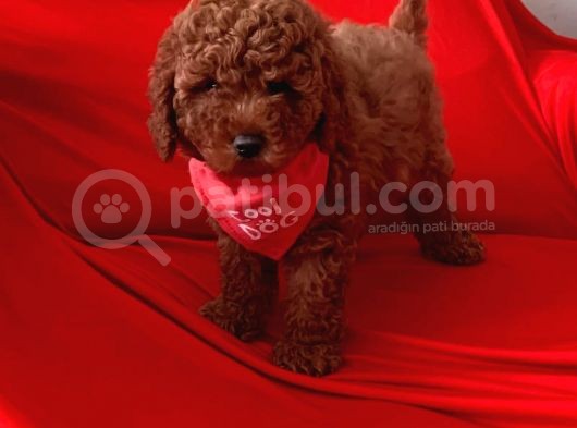 Toy Poodle Ve Daha Fazlası Için Iletişim görsel