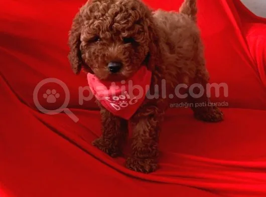 Toy Poodle Ve Daha Fazlası Için Iletişim