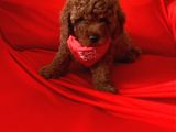 Toy Poodle Ve Daha Fazlası Için Iletişim