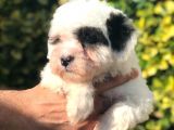Sevimli Morkie