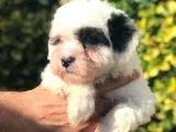 Sevimli Morkie