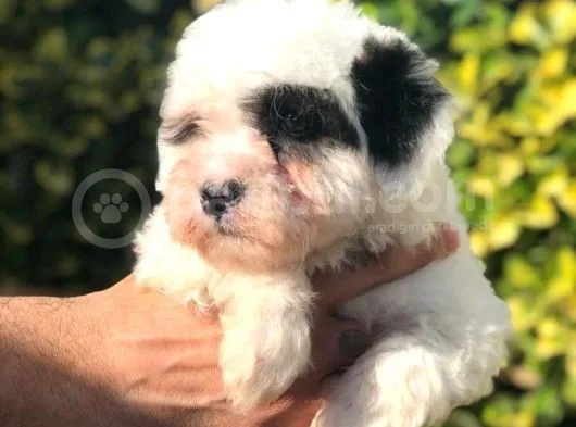 Sevimli Morkie