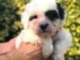 Sevimli Morkie