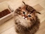Nadir Tür Golden Yavrularımız