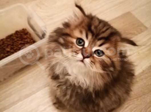 Nadir Tür Golden Yavrularımız görsel