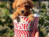 Muhteşem Red Erkek Toy Poodle Yavrumuz