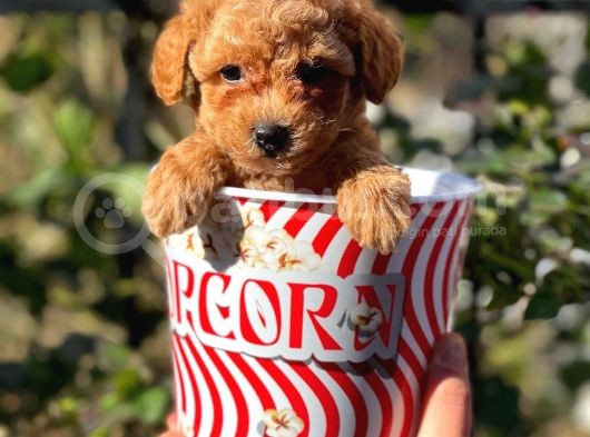 Muhteşem Red Erkek Toy Poodle Yavrumuz görsel