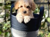 Apricot Kayısı Renk Toy Poodle Erkek Yavrumuz