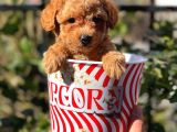 Muhteşem Red Erkek Toy Poodle Yavrumuz