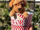 Muhteşem Red Erkek Toy Poodle Yavrumuz