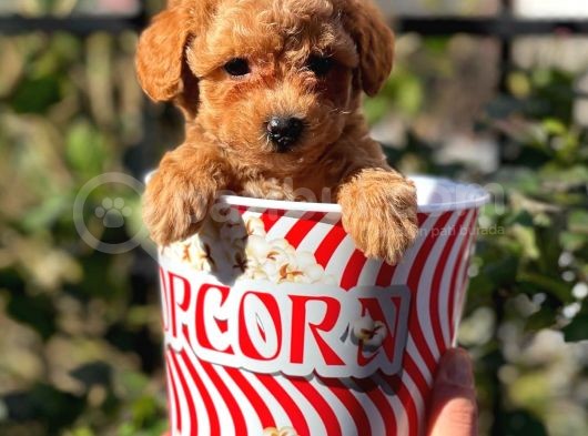 Muhteşem Red Erkek Toy Poodle Yavrumuz görsel
