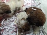 Shih Tzu Bebeklerimiz