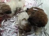 Shih Tzu Bebeklerimiz