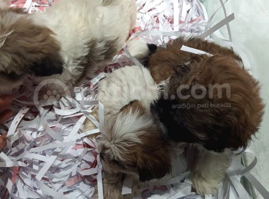Shih Tzu Bebeklerimiz görsel